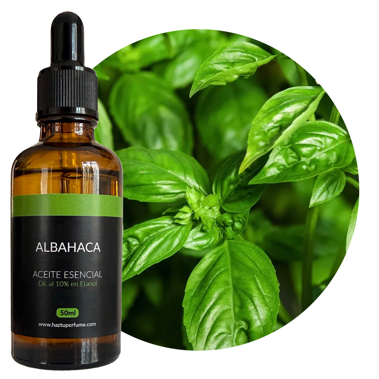 Albahaca
